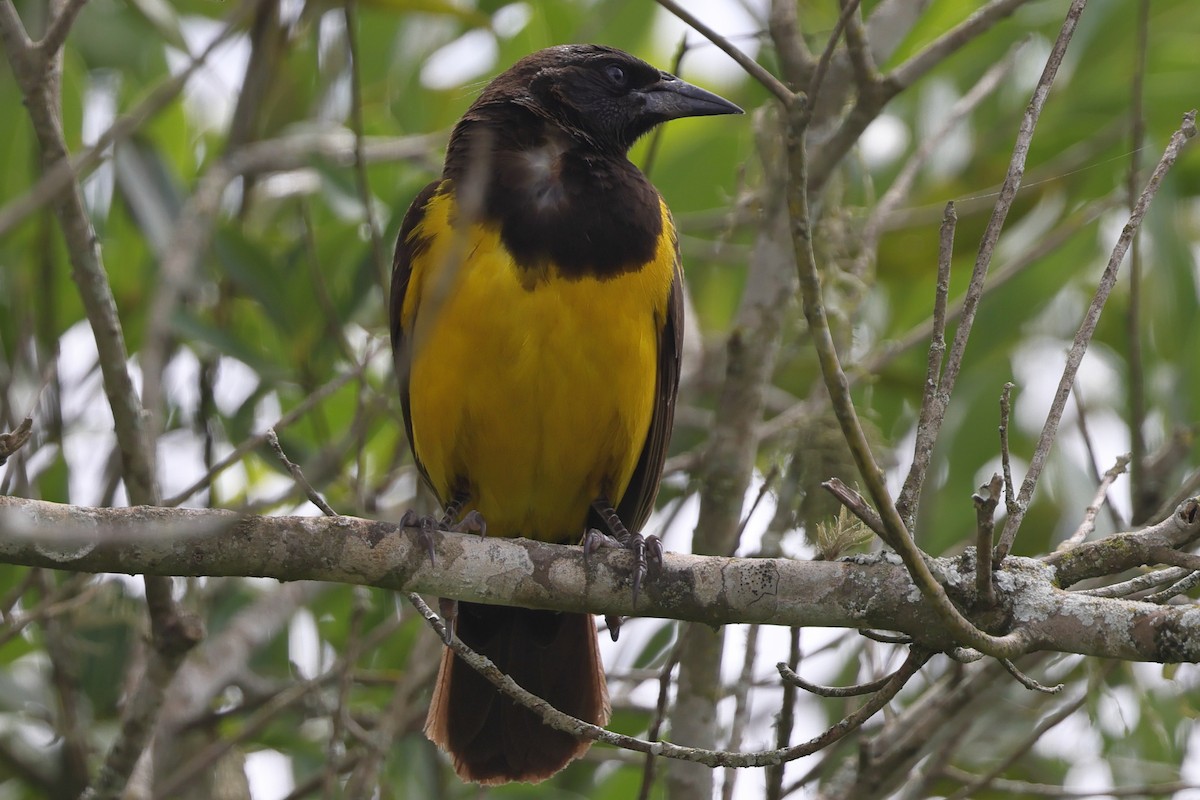 Мочарець жовтогузий - ML645469640