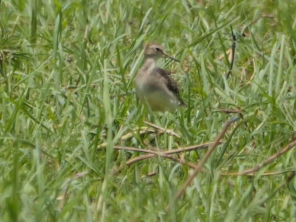 vodouš bahenní - ML645469642