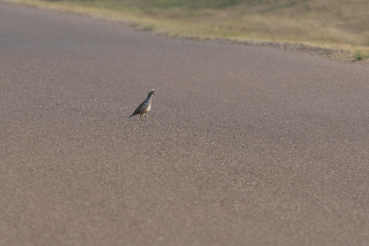 skjellvaktel - ML645469646