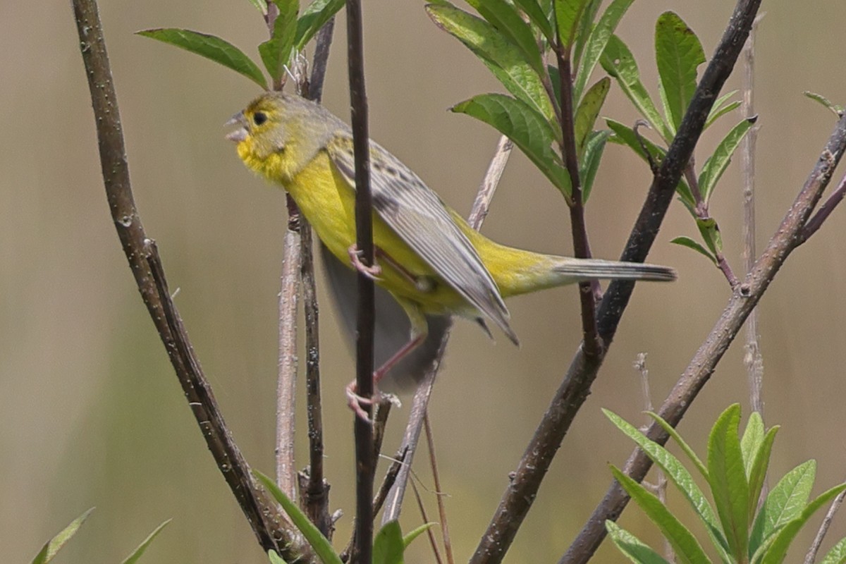 solbukspurv - ML645469658