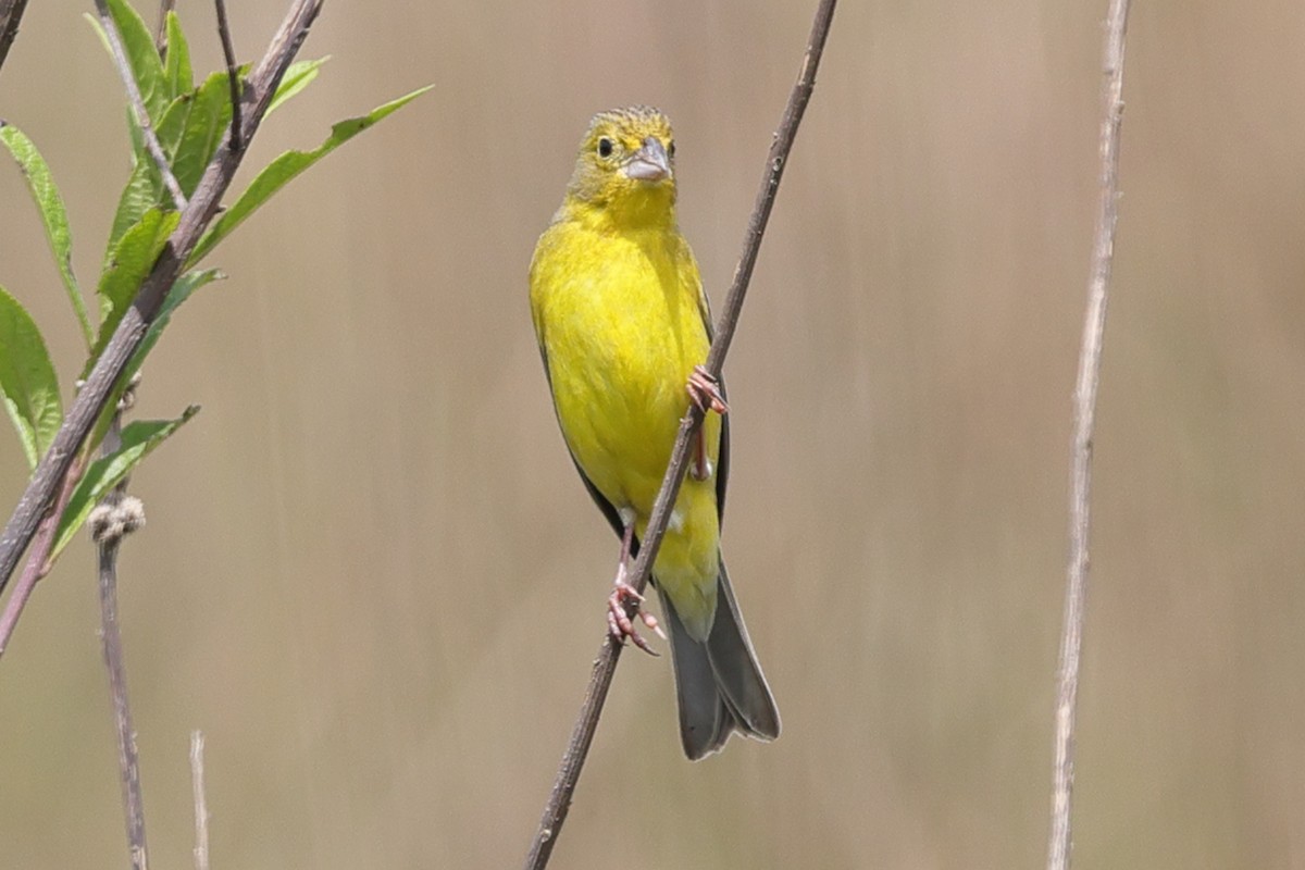 solbukspurv - ML645469659