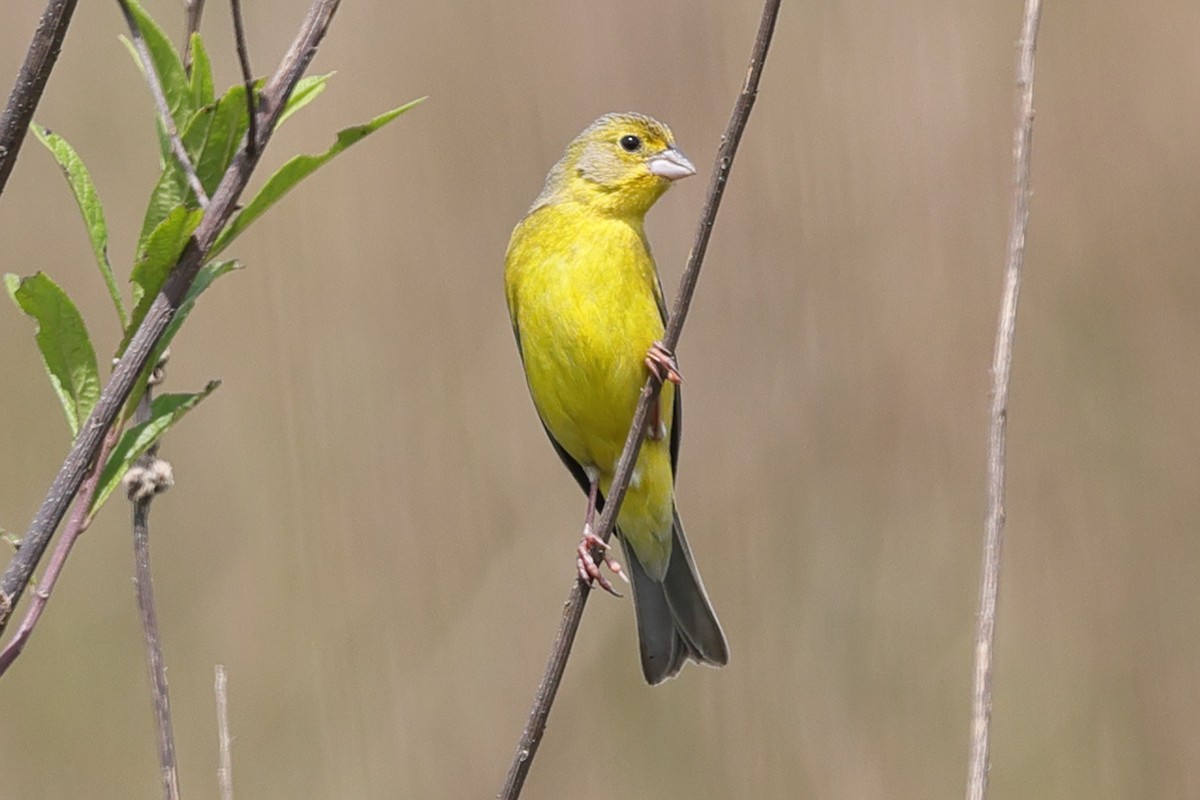 solbukspurv - ML645469660