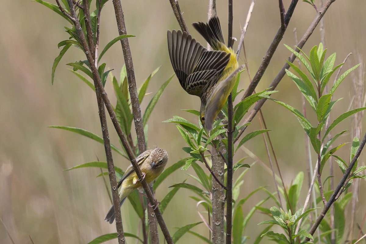 solbukspurv - ML645469661