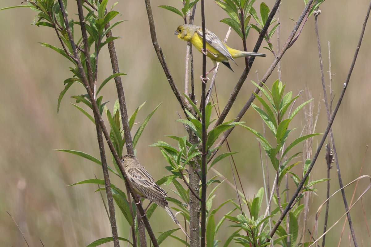 solbukspurv - ML645469662