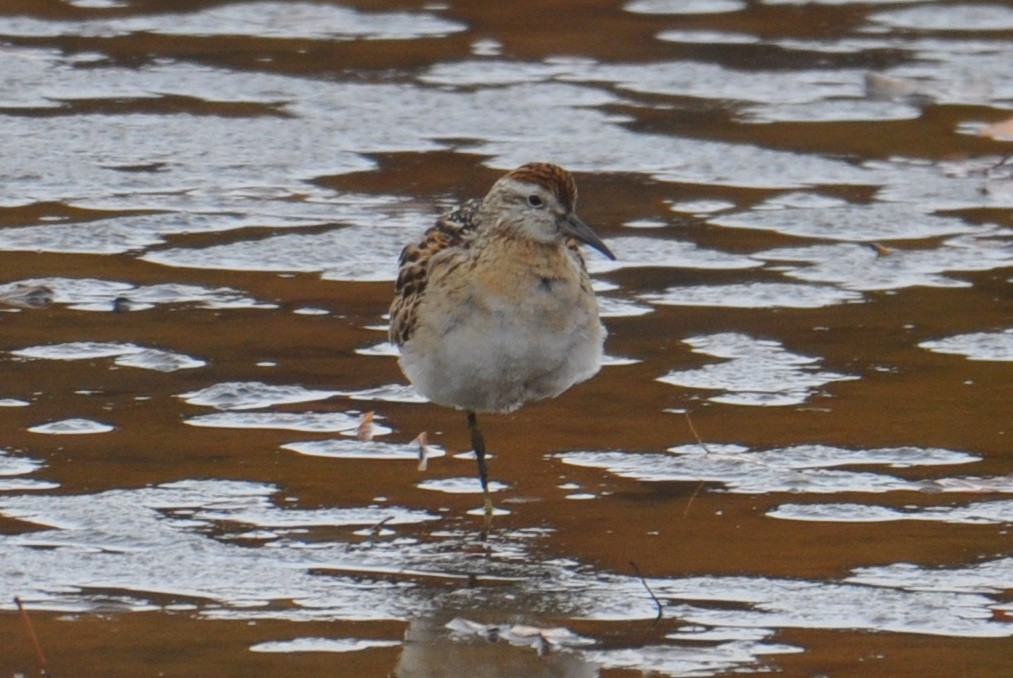 spisstjertsnipe - ML645469667