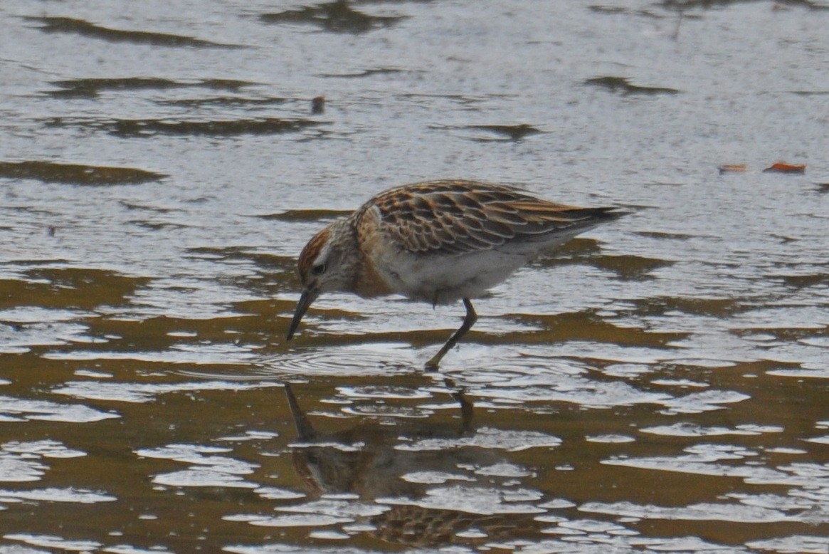 spisstjertsnipe - ML645469668