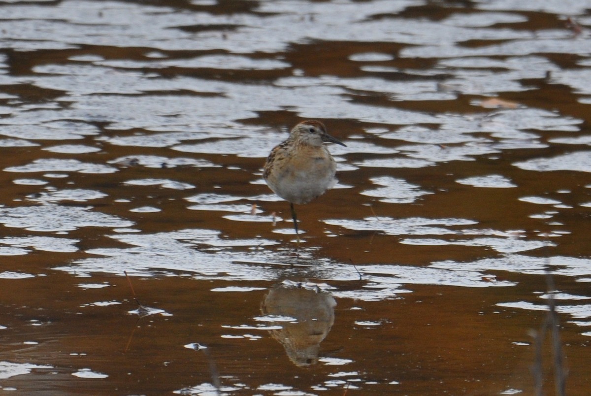 spisstjertsnipe - ML645469669