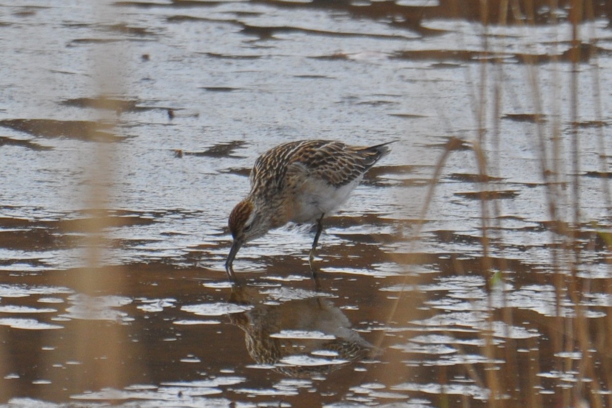 spisstjertsnipe - ML645469670