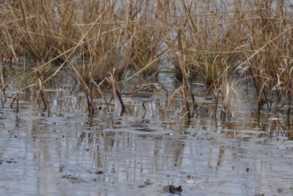 spisstjertsnipe - ML645469673