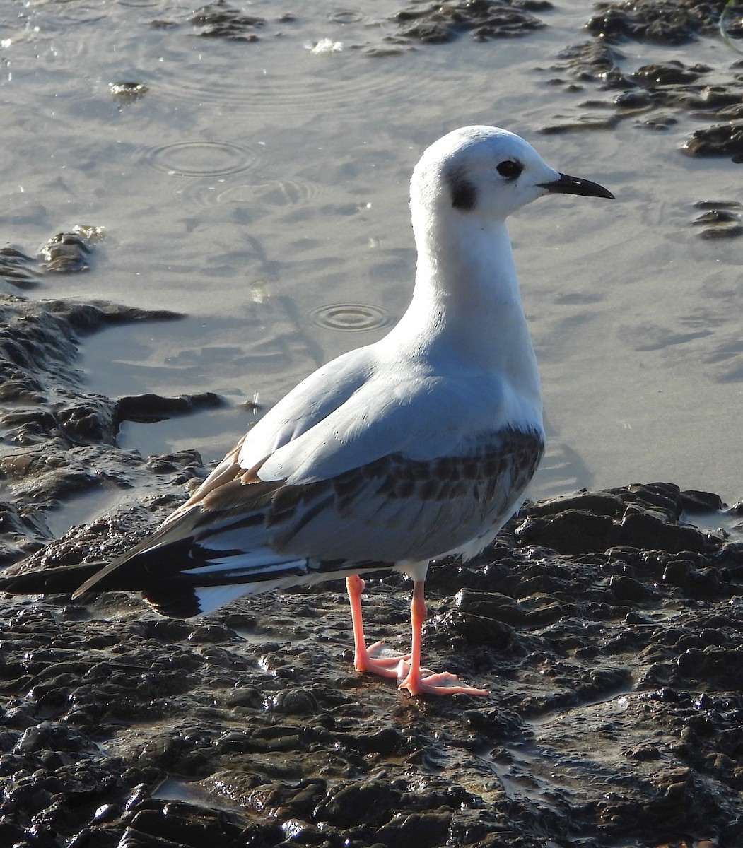 kanadahettemåke - ML645469674