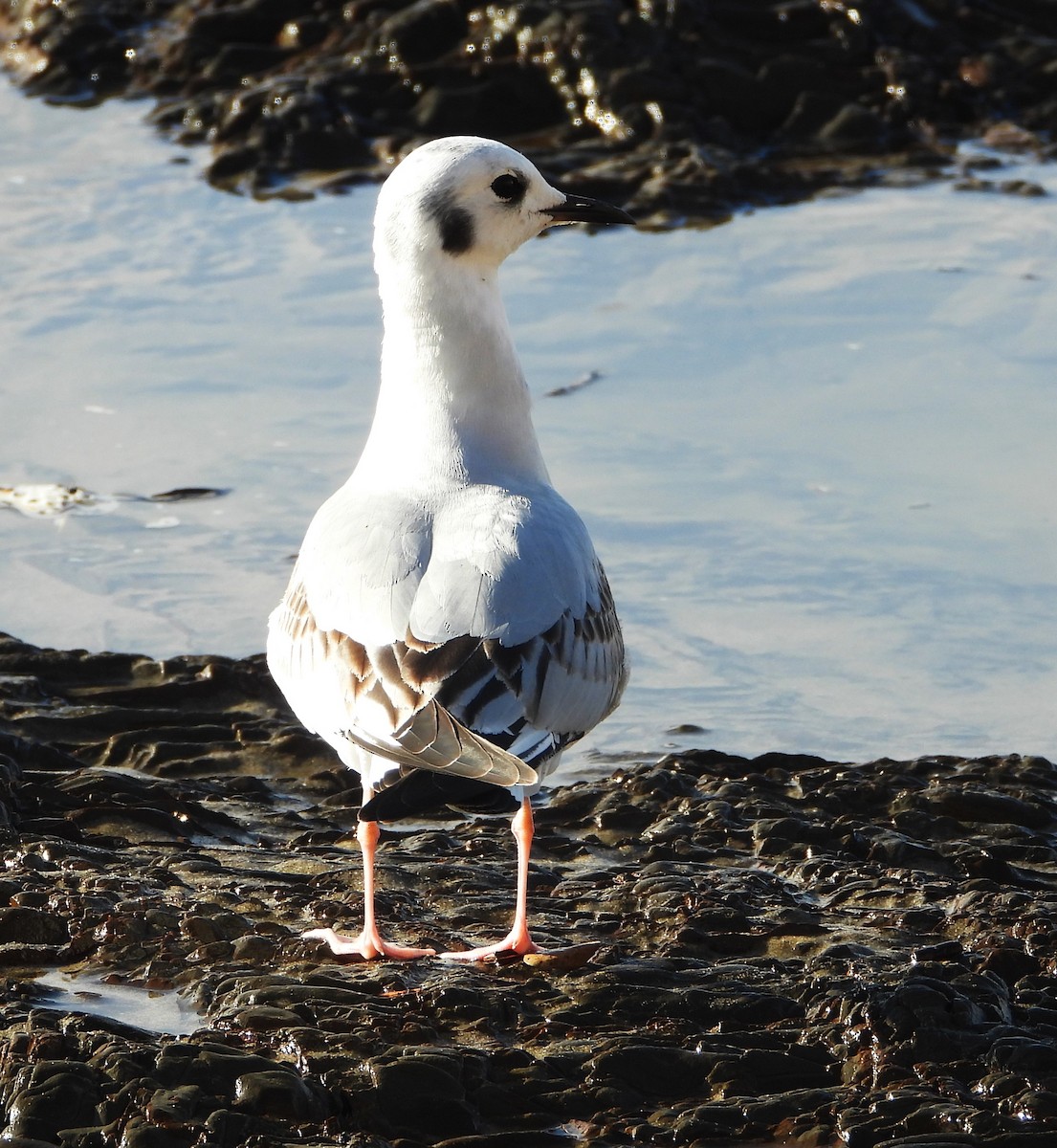 kanadahettemåke - ML645469676