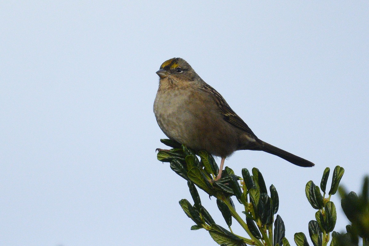 gulkronespurv - ML645469677