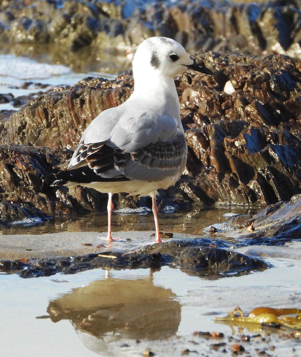 kanadahettemåke - ML645469678