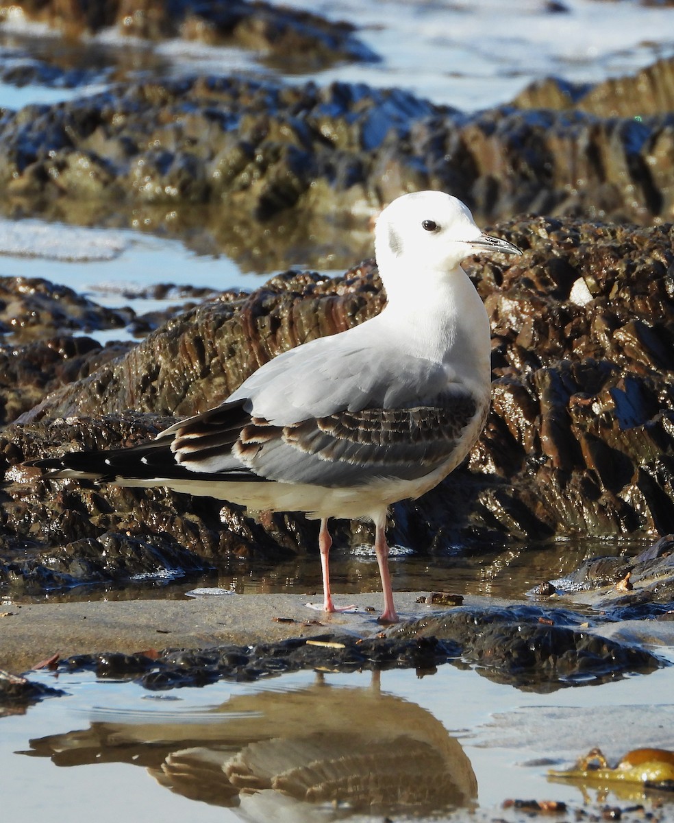 kanadahettemåke - ML645469679