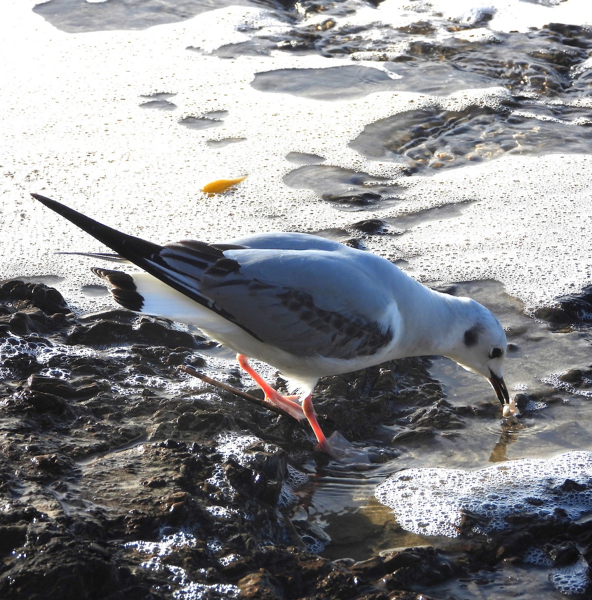 kanadahettemåke - ML645469680