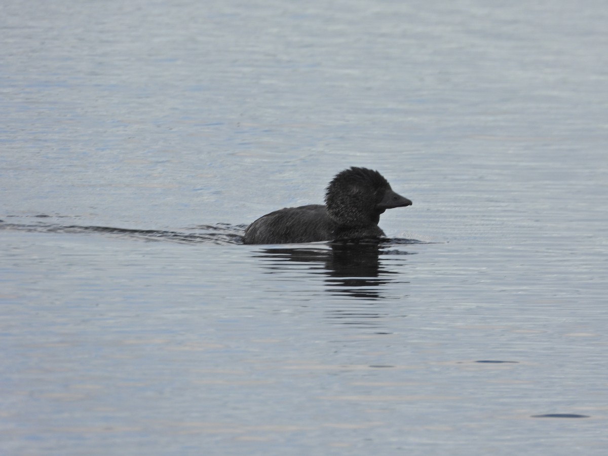 pungand - ML645469681