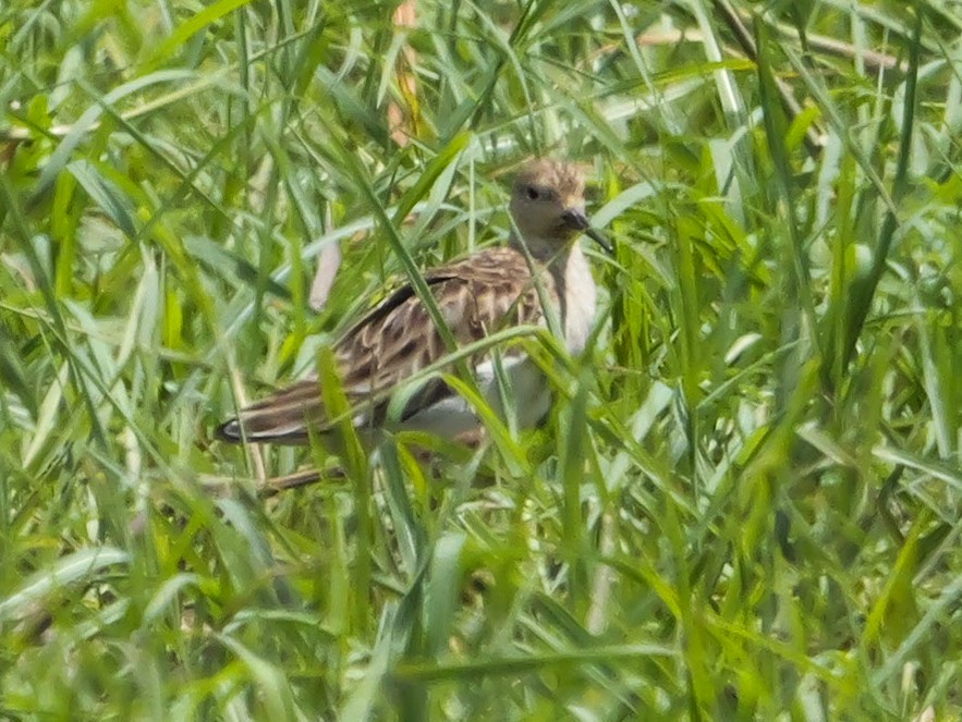 brushane - ML645469683