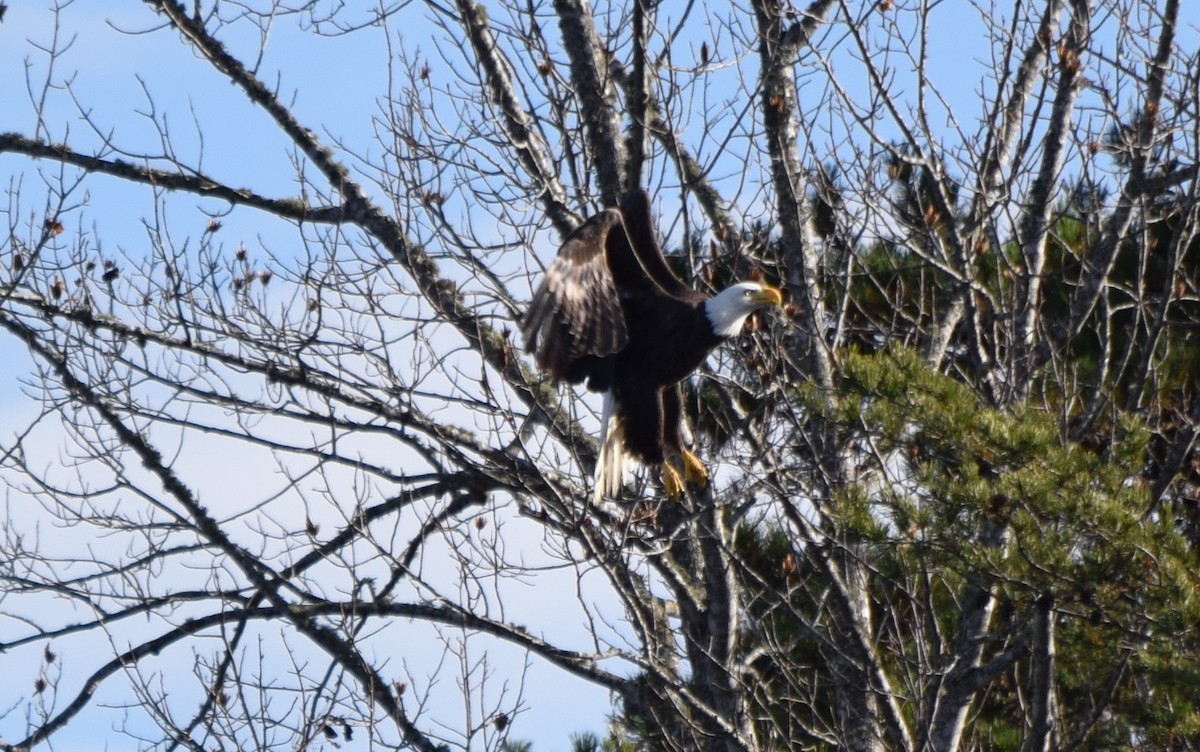 hvithodehavørn - ML645469685