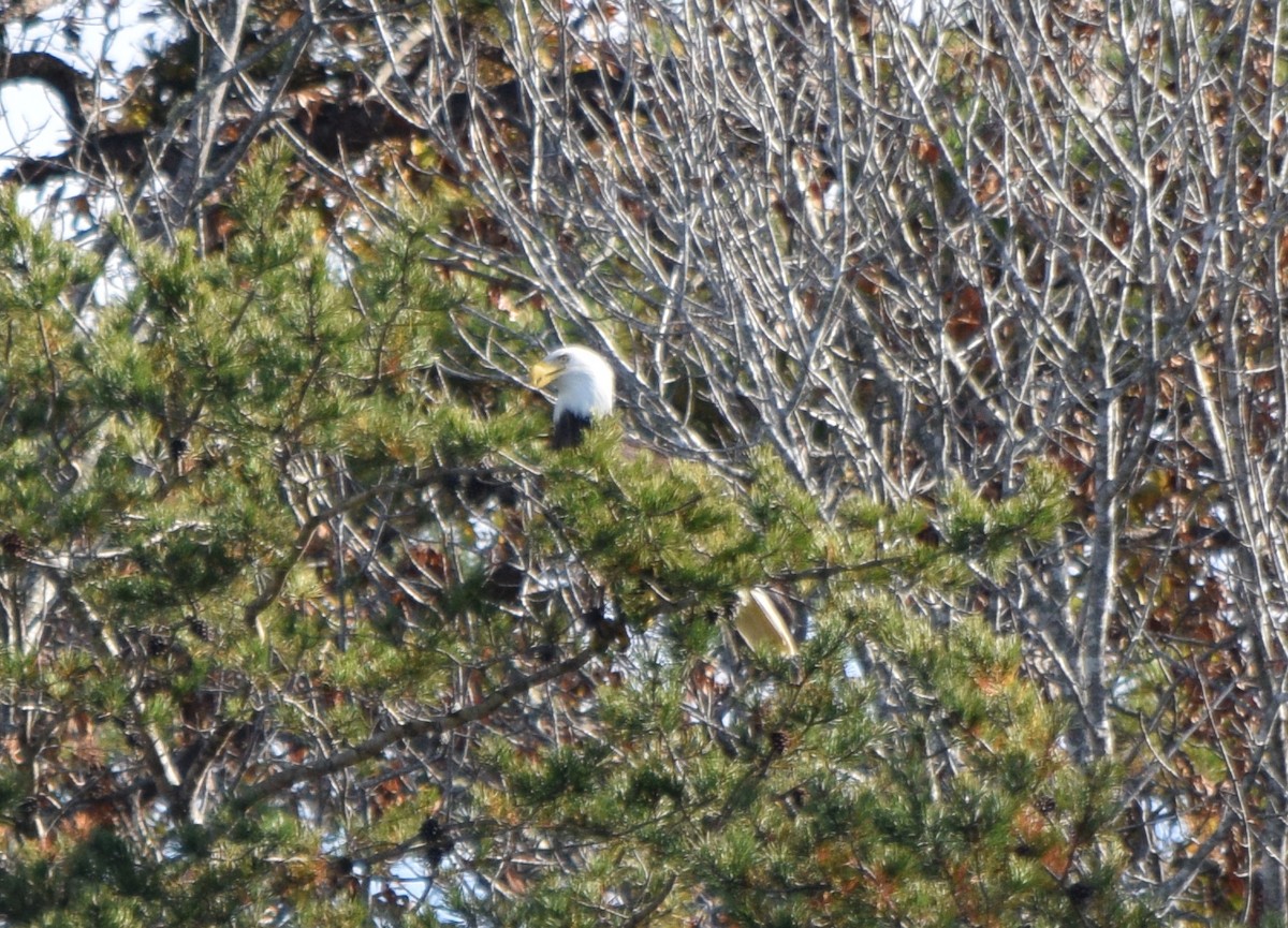 hvithodehavørn - ML645469686