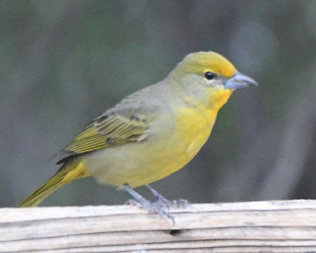 skarlagenpiranga - ML645469688