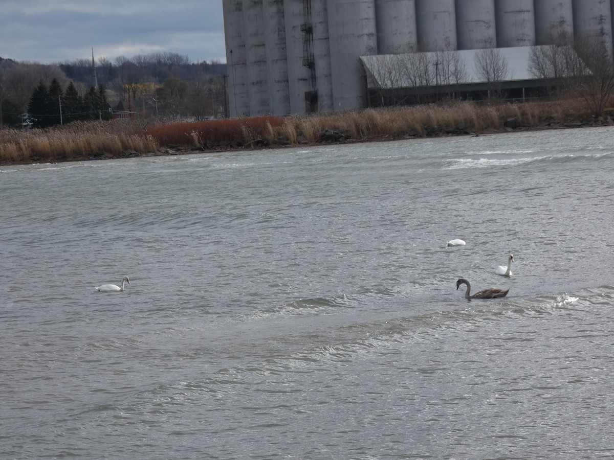 knoppsvane - ML645469689