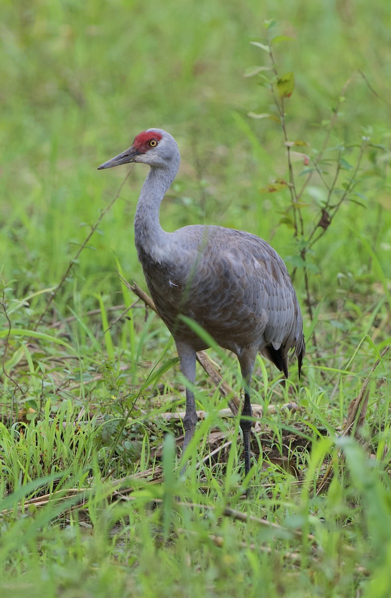 kanadatrane - ML645469690