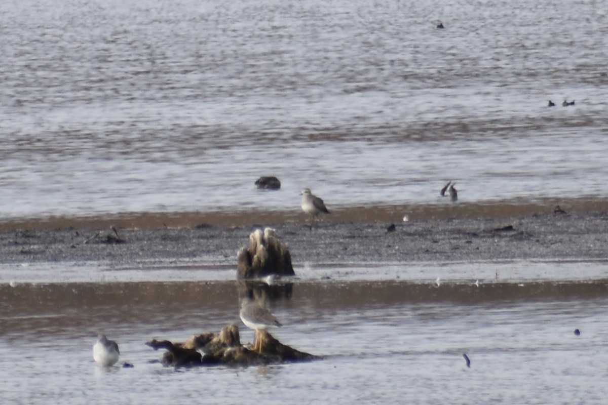 kanadalo - ML645469691