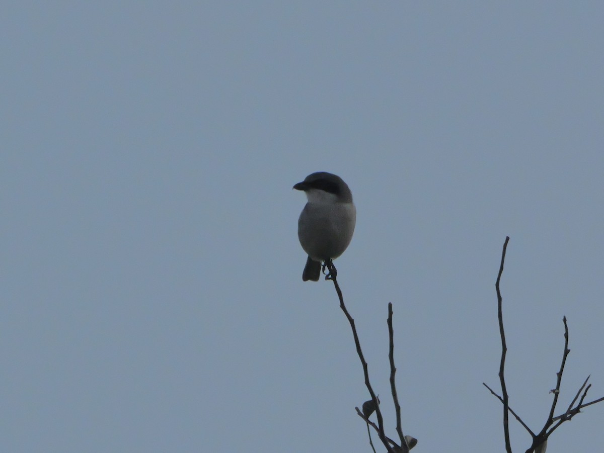 amerikavarsler - ML645469692