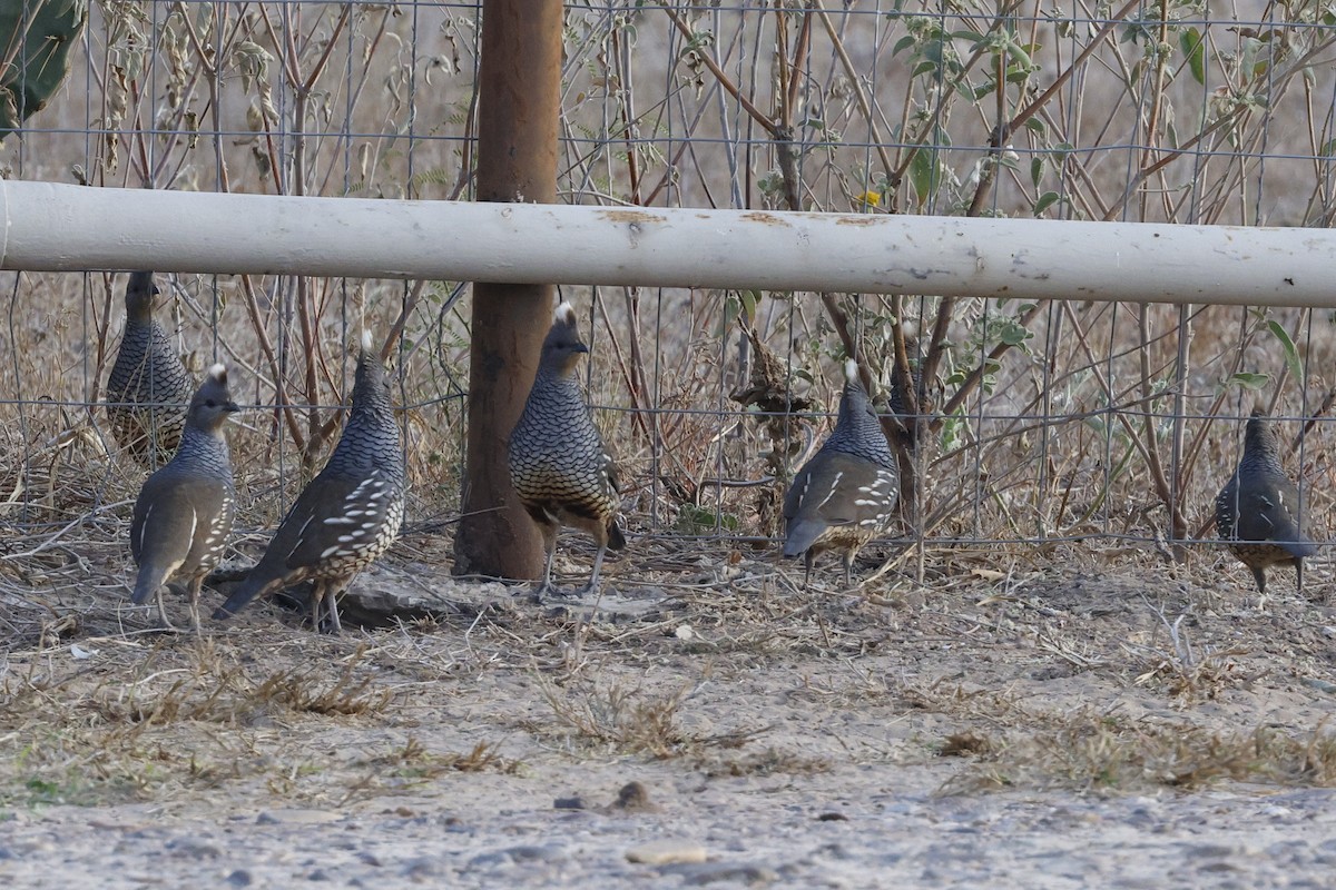 křepel šupinkatý - ML645469704