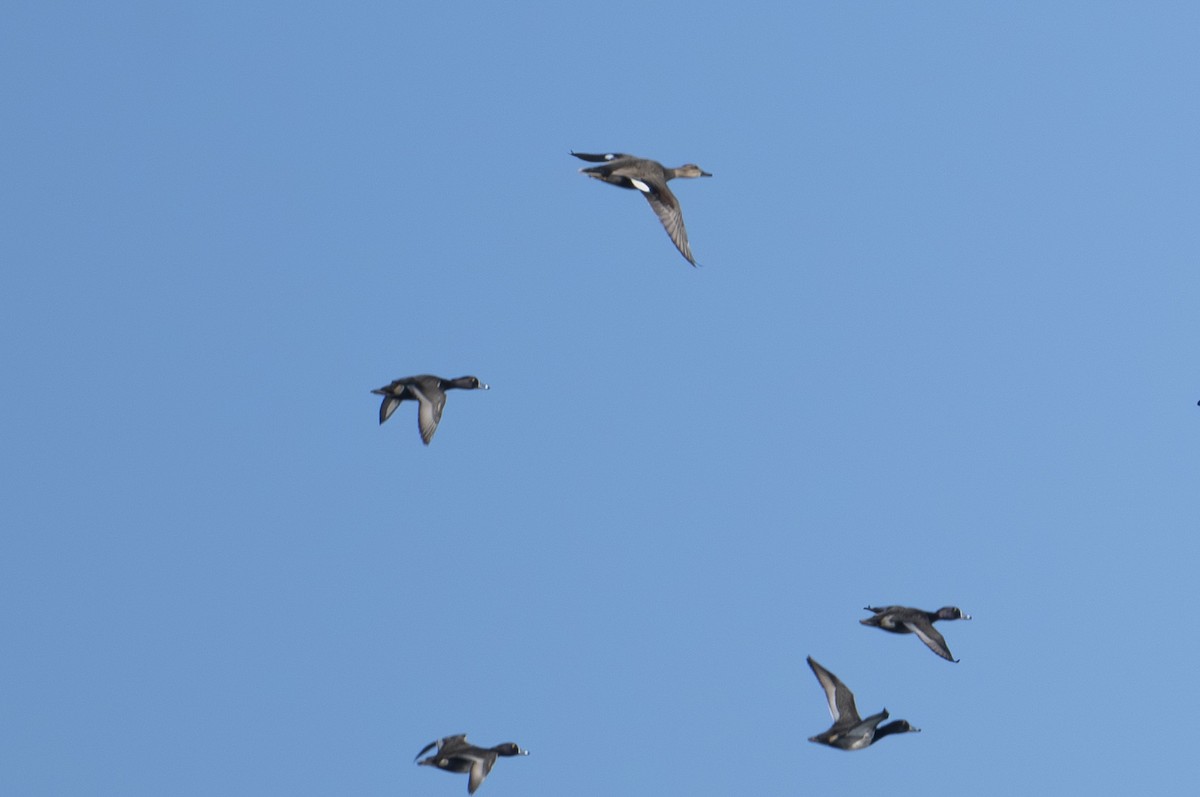 Gadwall - ML645469710