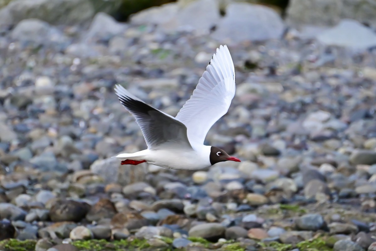 Brown-hooded Gull - ML645469712