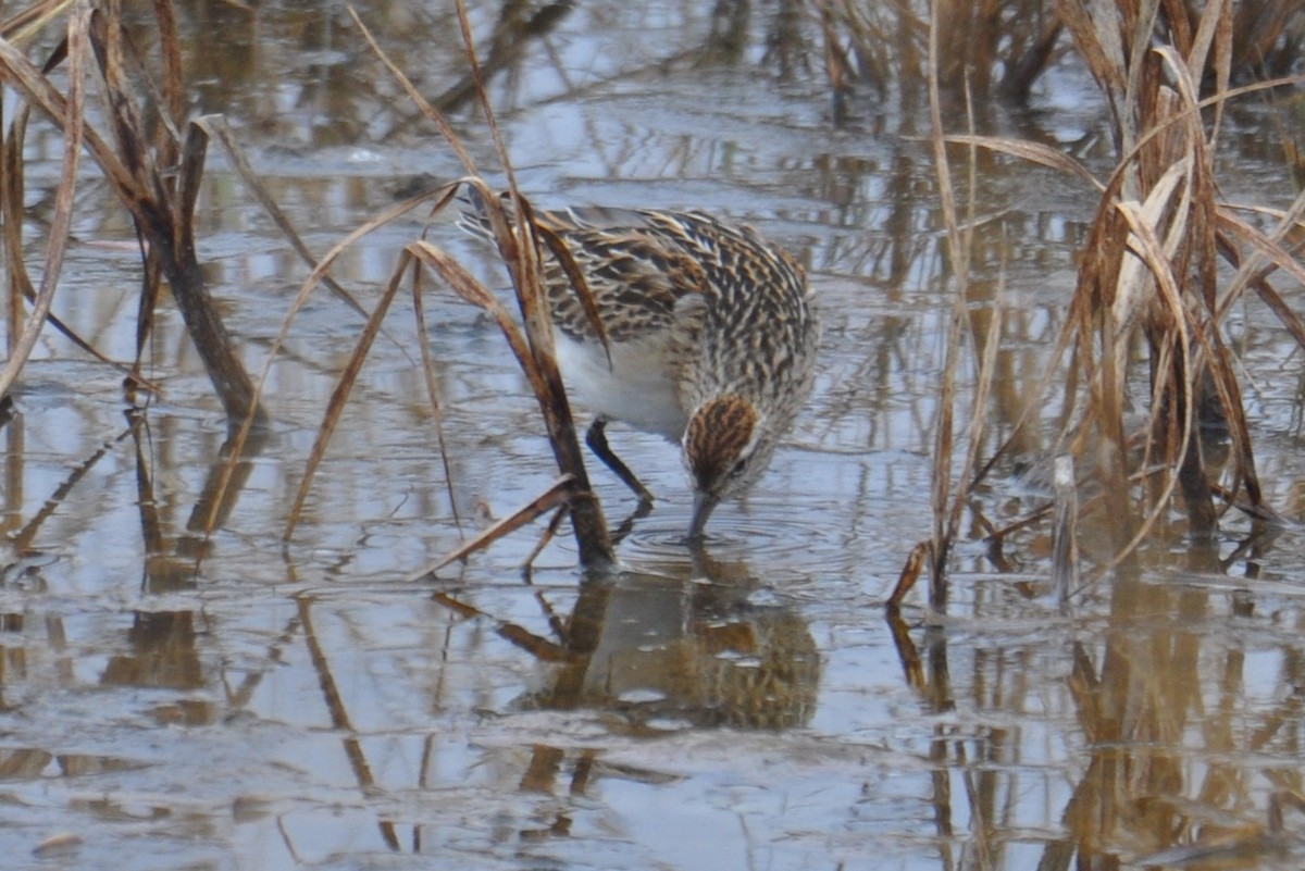 Sharp-tailed Sandpiper - ML645469713