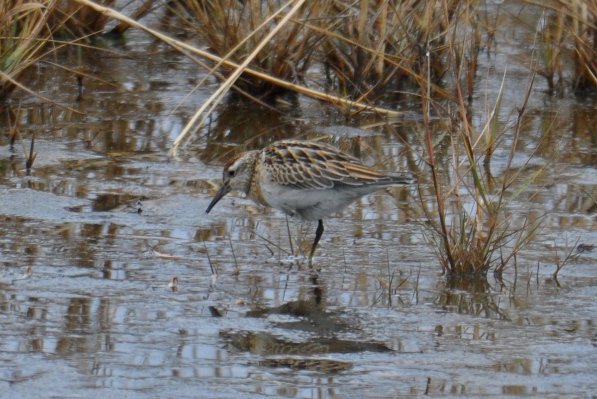 Sharp-tailed Sandpiper - ML645469714