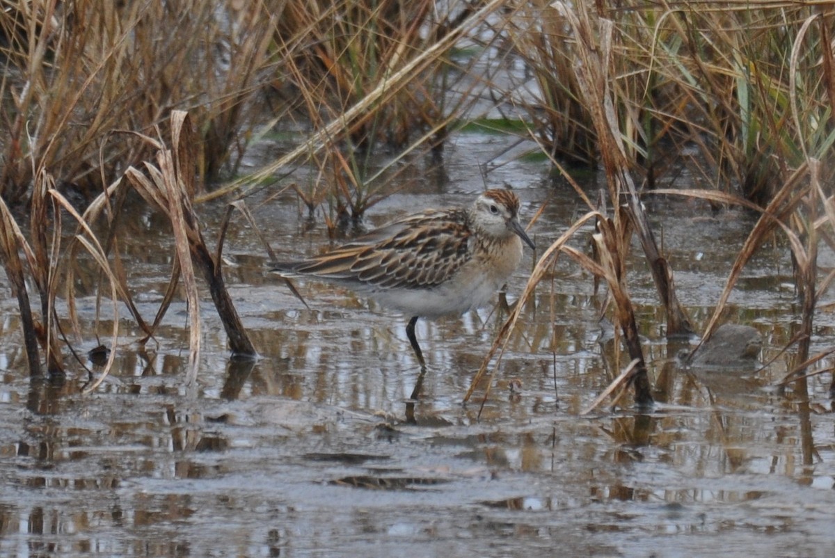 Sharp-tailed Sandpiper - ML645469716