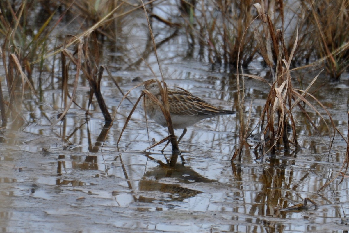 Sharp-tailed Sandpiper - ML645469717