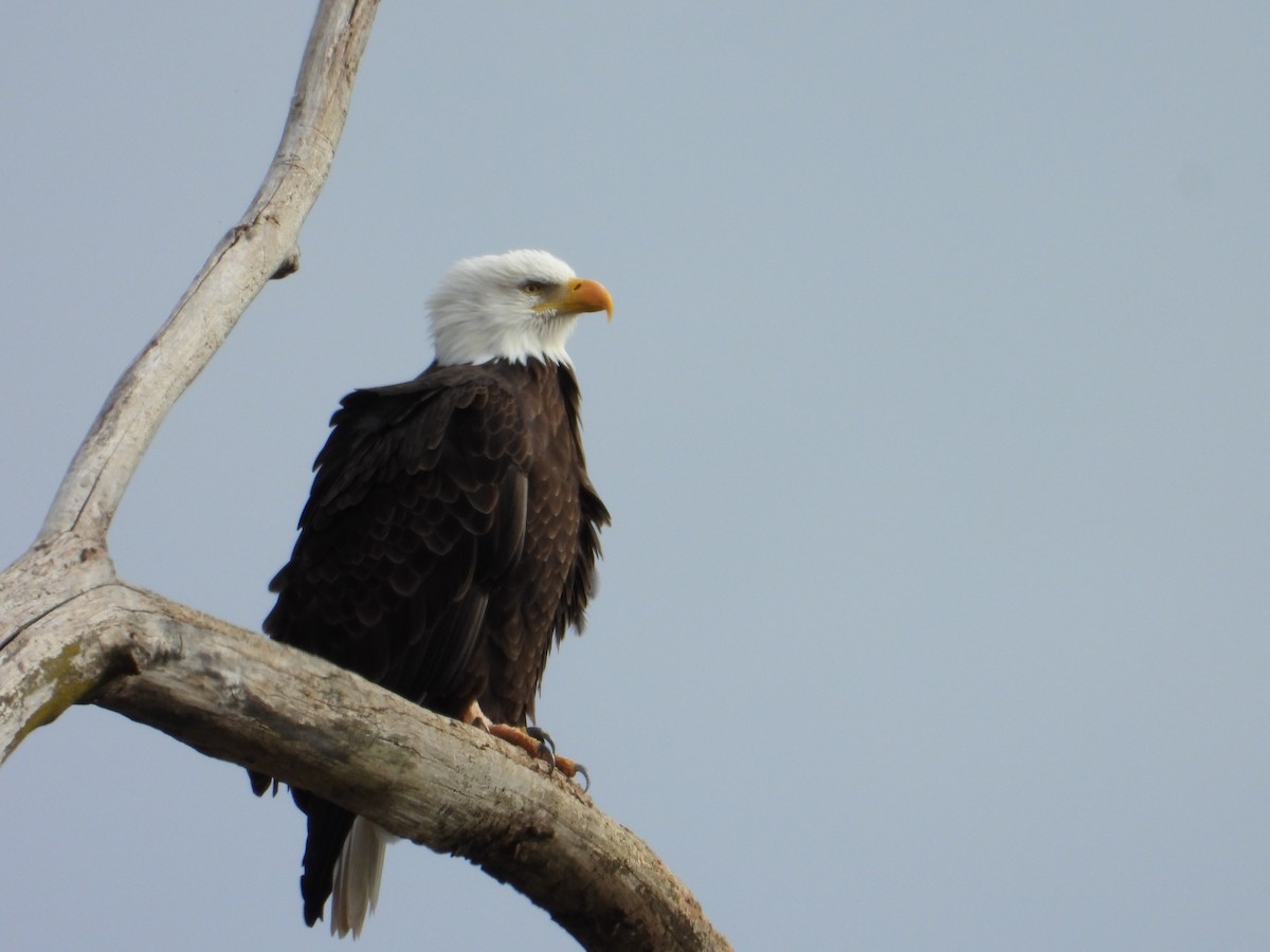 Bald Eagle - ML645469721