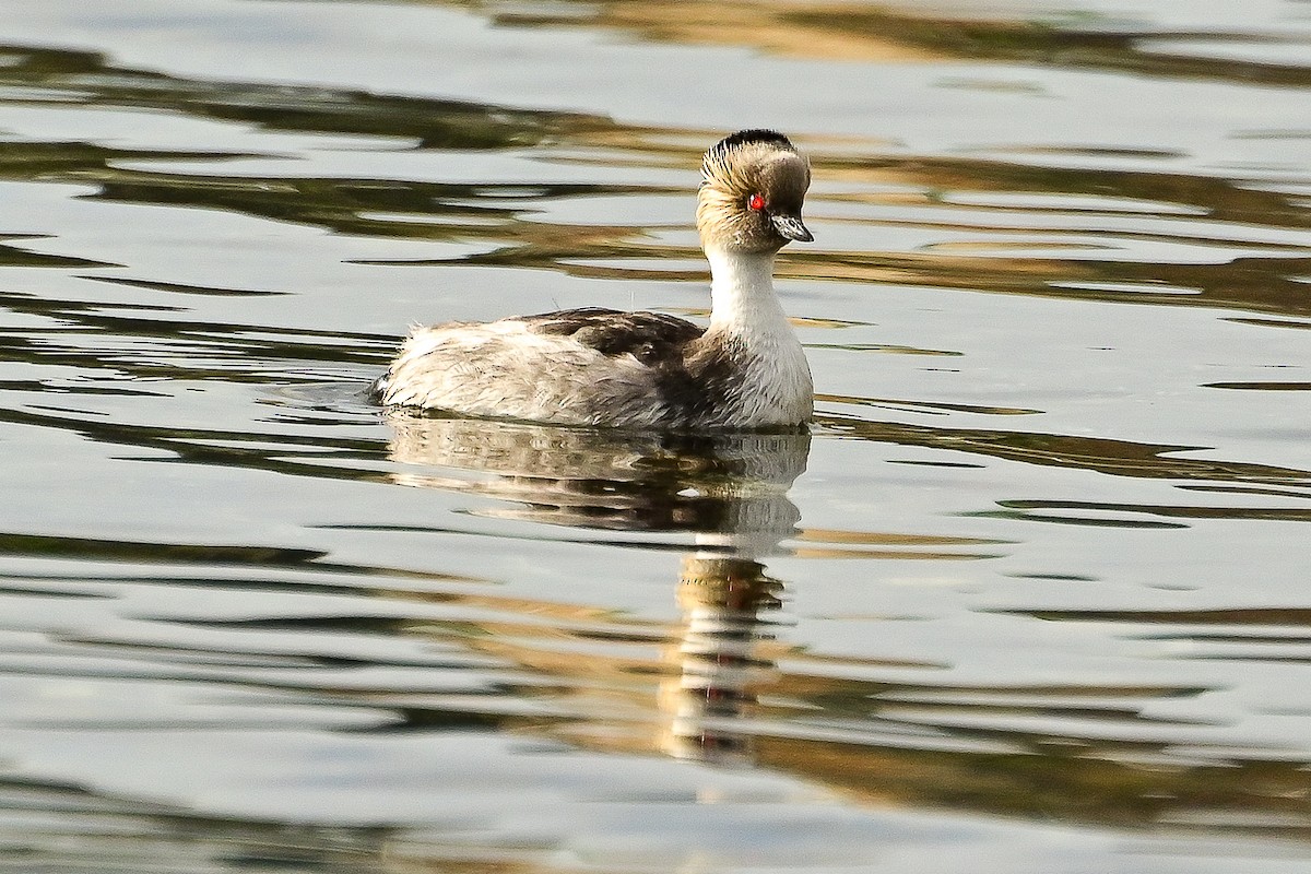 potápka stříbřitá - ML645469732