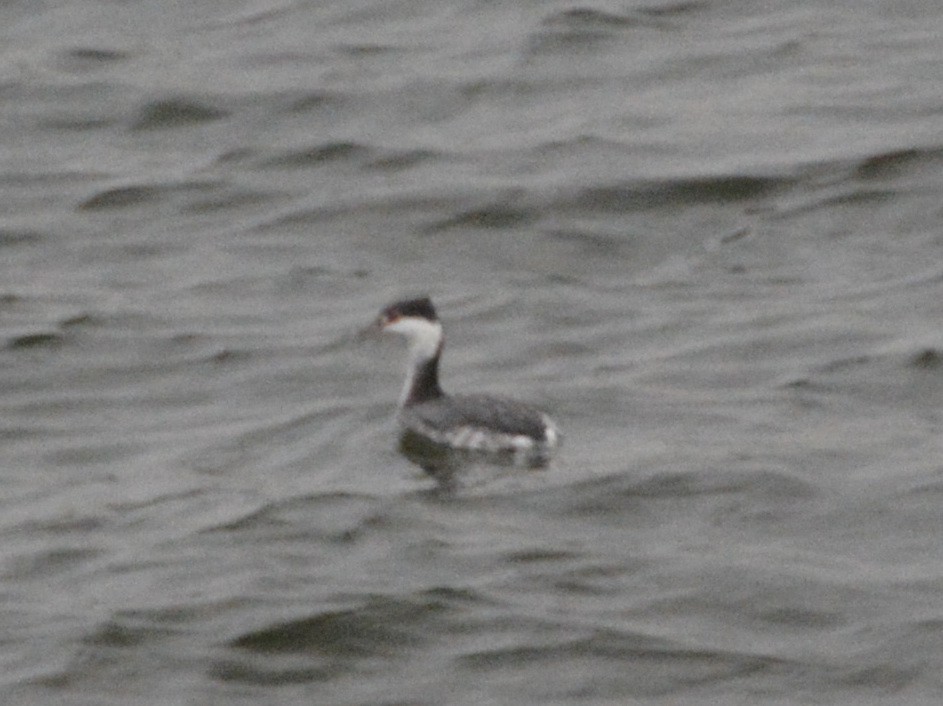 Красношейная поганка - ML645469733