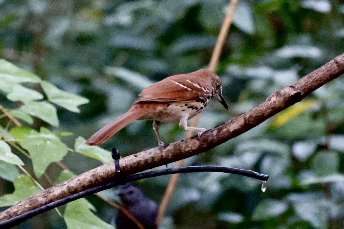 Brown Thrasher - ML645469741