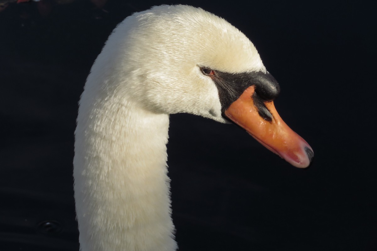 疣鼻天鵝 - ML645469747