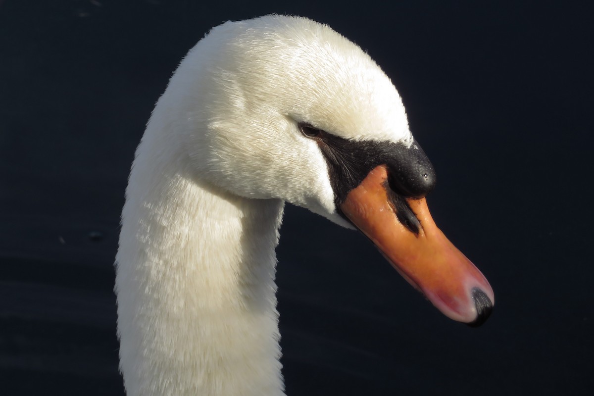 疣鼻天鵝 - ML645469748