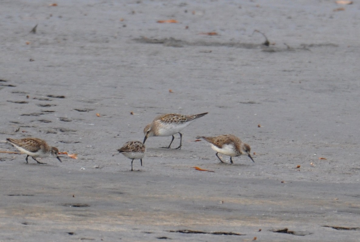 jespák tundrový - ML645469749