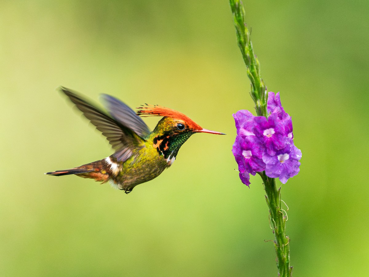 チャカザリハチドリ - ML645469754