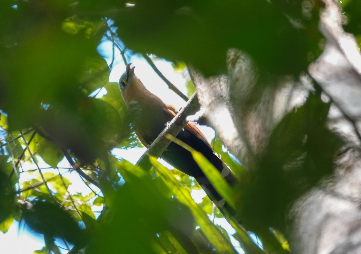 Black-bellied Cuckoo - ML645469769