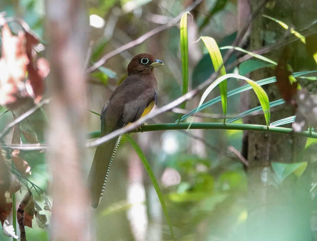 Amazonian Black-throated Trogon - ML645469792
