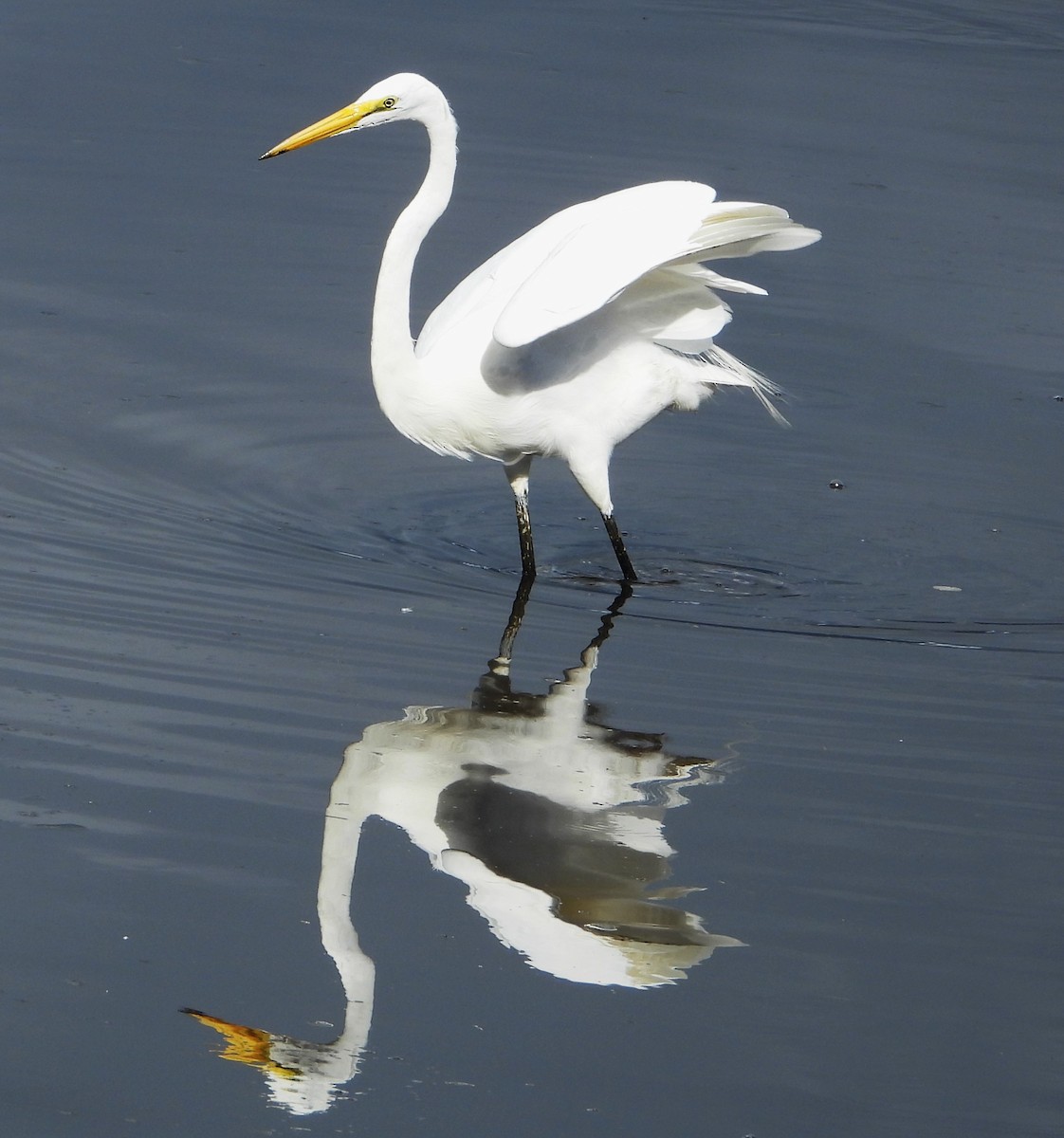 Great Egret - ML645469799