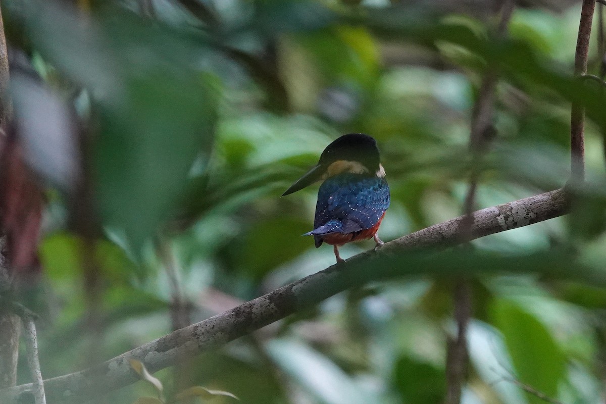 Green-and-rufous Kingfisher - ML645469800
