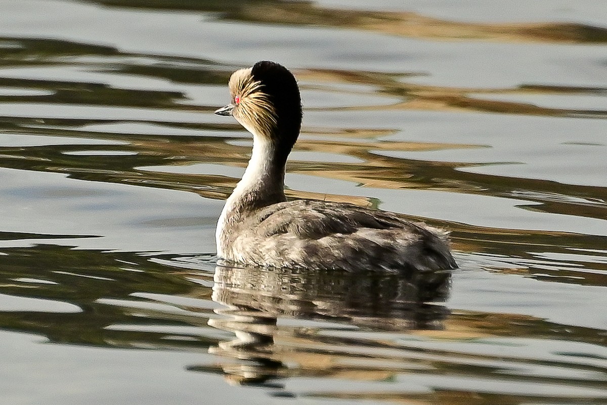 potápka stříbřitá - ML645469808