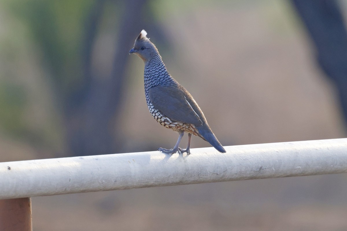 křepel šupinkatý - ML645469809