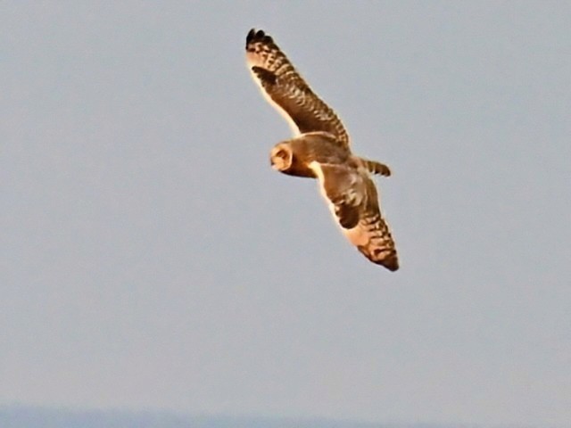 Gufo di palude - ML645469810